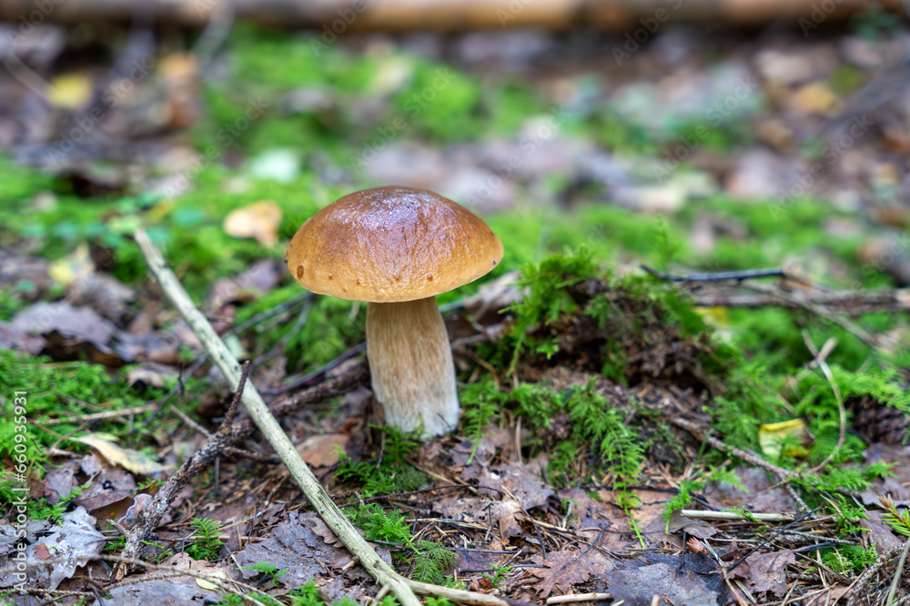 Single Boletus edulis mushroom growing in the forest. Also known as penny bun, cep, porcino or porcini Single Boletus edulis mushroom growing in the forest. Also known as penny bun, cep, porcino or porcini