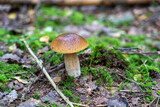 Single Boletus edulis mushroom growing in the forest. Also known as penny bun, cep, porcino or porcini