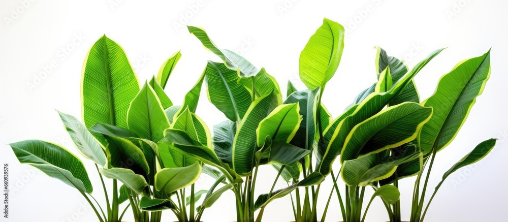Striped leaves of Musa Aeae an exotic variegated houseplant With copyspace for text Striped leaves of Musa Aeae an exotic variegated houseplant With copyspace for text