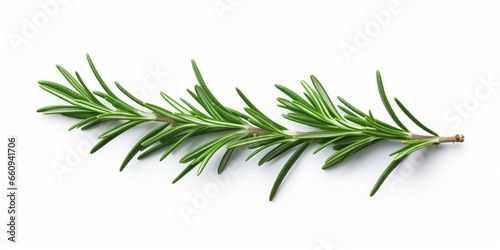 Rosemary. Rosemary isolated on white background. Top view rosemary twig set. Green herbs isolated on white. Flat design. : Generative AI
