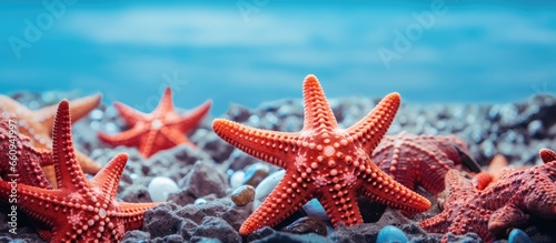 Star shaped echinoderms known as Asteroidea are sea stars or starfish With copyspace for text