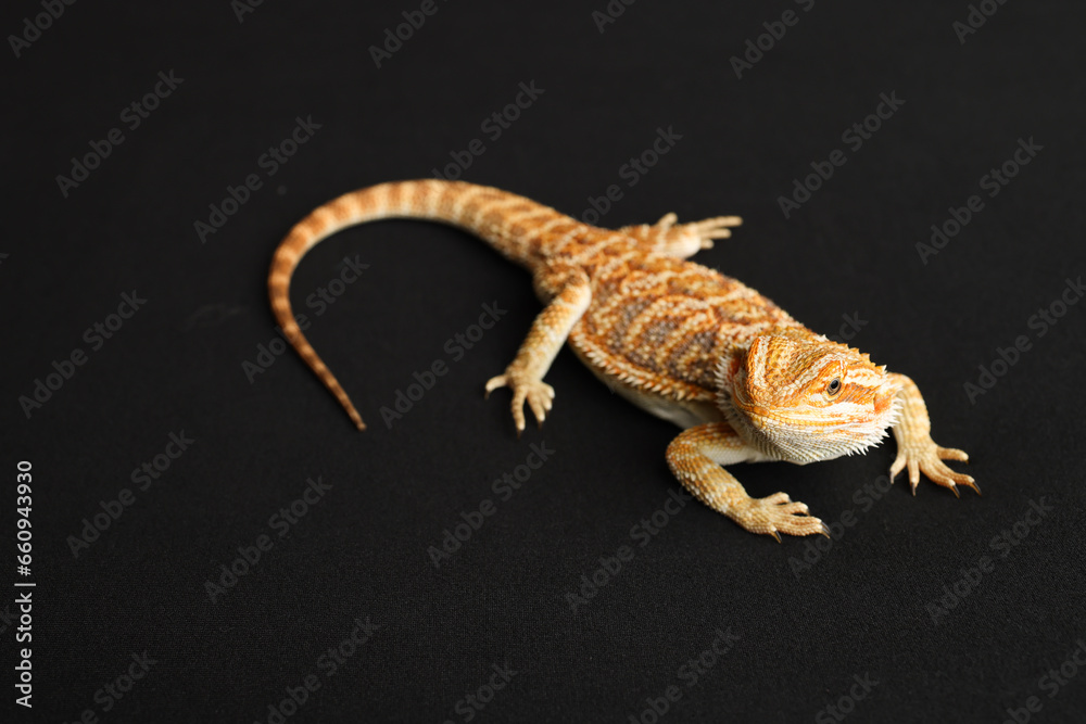 Naklejka premium Bearded dragon, pogona vitticeps, isolated on black background, Tiger Pattern Morphs. Professional studio macro photography on isolated black background