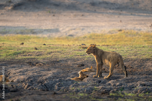 African lion © vasilis.moustakas