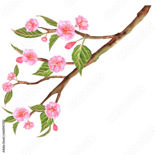 Hand-drawn watercolor illustration. Beautiful sakura  cherry tree  branch with pink flowers and green leaves