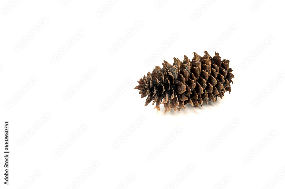 decorative dry pine cone isolated on white decorative dry pine cone isolated on white
