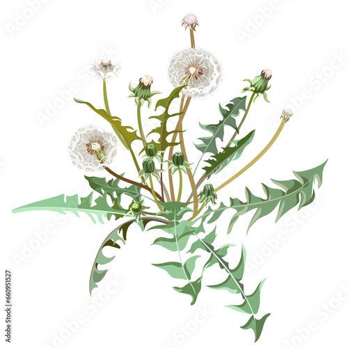 Flowers - Yellow Taraxacum on the white background. Flowers with leaves.
