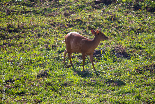 A red forest duiker in isimangaliso wetland park photo