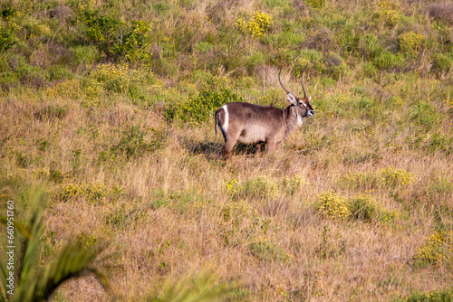 A male waterbuck in isimangaliso wetland park photo