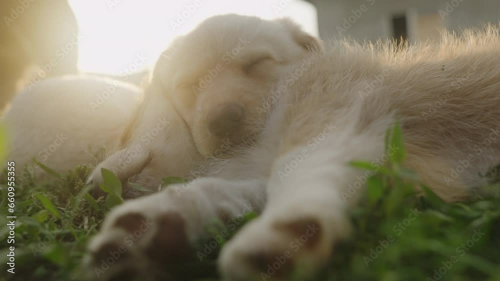 Cute domestic puppies in summer in the garden on green grass sleeping peacefully after it is full of milk. Animal in summer season concept Cute domestic puppies in summer in the garden on green grass sleeping peacefully after it is full of milk. Animal in summer season concept
