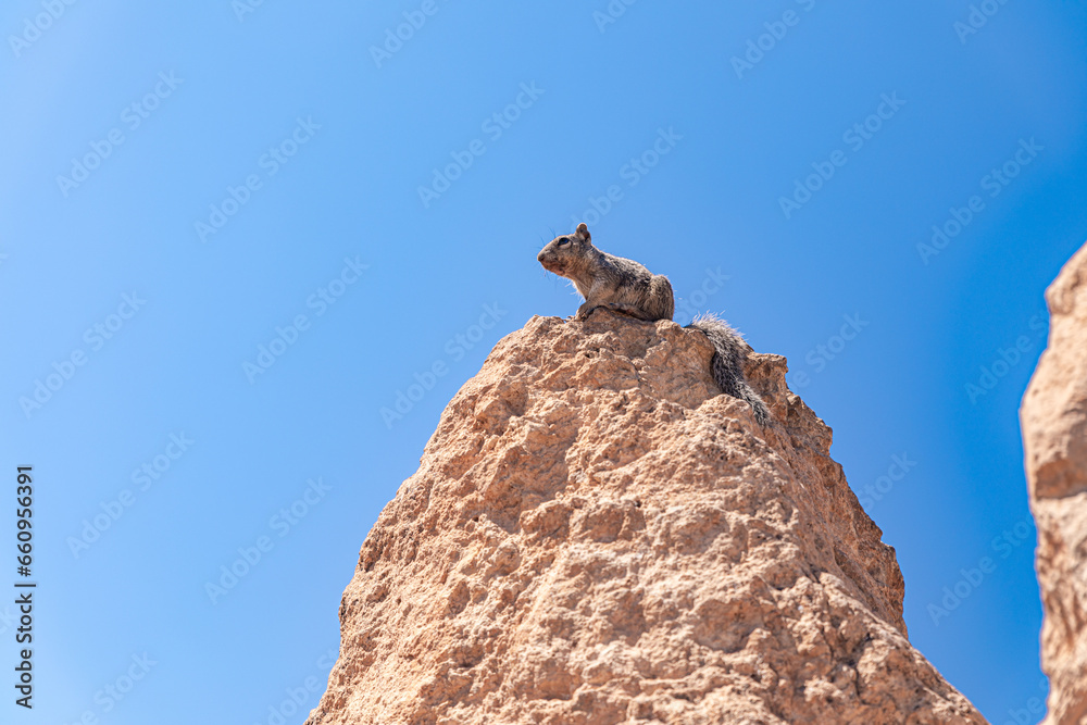 The Rock Squirrel stands on the top of the rock and observes the space around. The Rock Squirrel stands on the top of the rock and observes the space around.