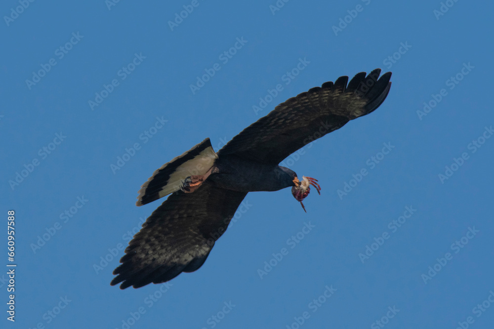 Snail Kite , Ibera Marsh National Park , Corrientes province, Patagonia , Argentina. Snail Kite , Ibera Marsh National Park , Corrientes province, Patagonia , Argentina.