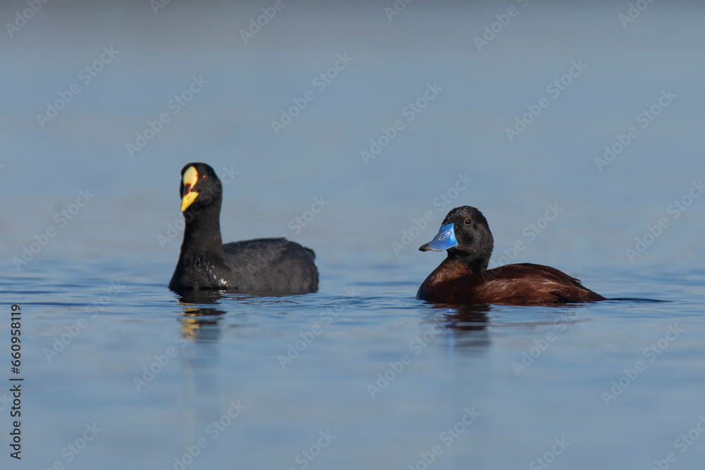 Lake Duck and coot Pampas Lagoon environment, La Pampa Province, Patagonia , Argentina. Lake Duck and coot Pampas Lagoon environment, La Pampa Province, Patagonia , Argentina.