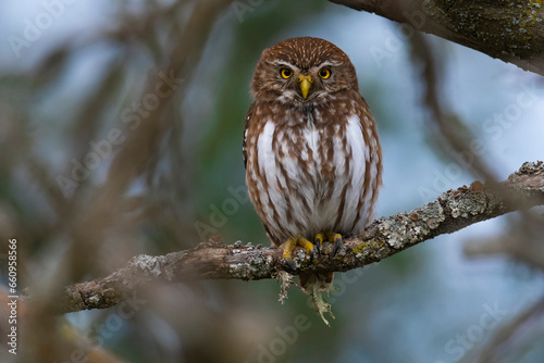 Ferruginous Pygmy owl, Glaucidium brasilianum, Calden forest, La Pampa Province, Patagonia, Argentina. photo