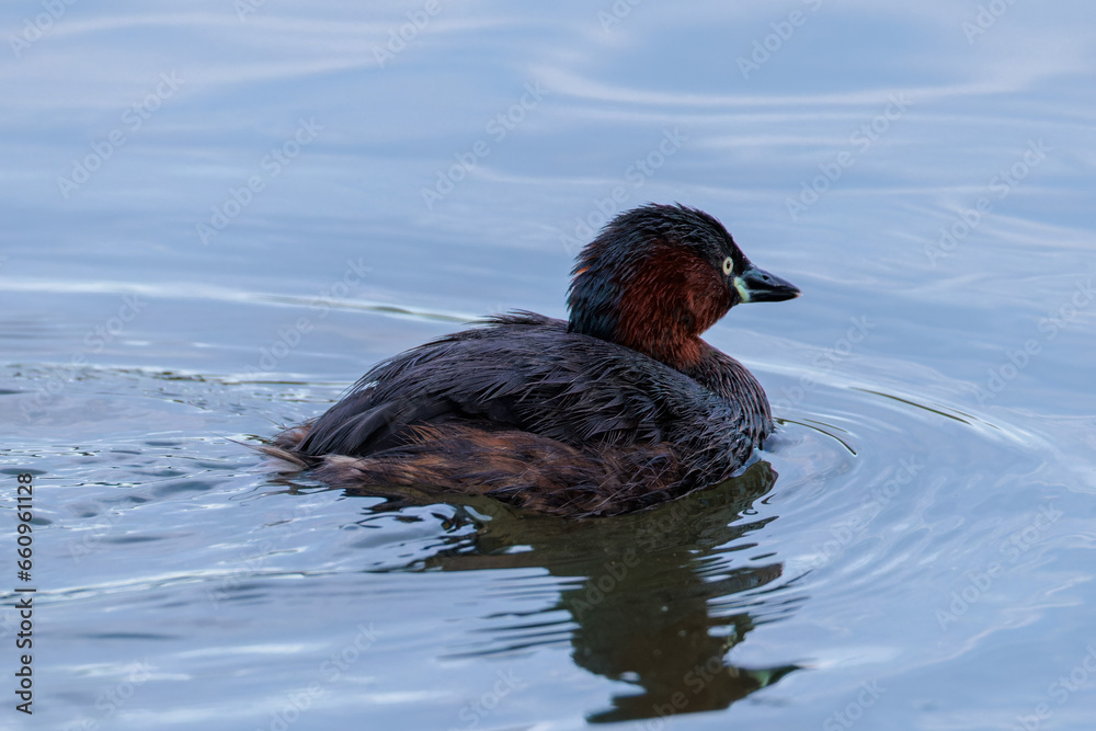 Little grebe (Tachybaptus ruficollis) Little grebe (Tachybaptus ruficollis)