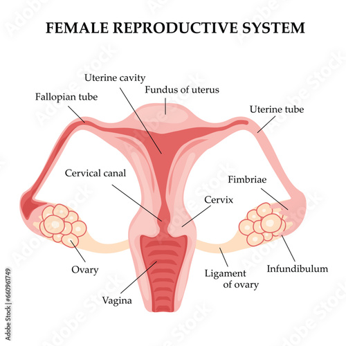 Female reproductive system