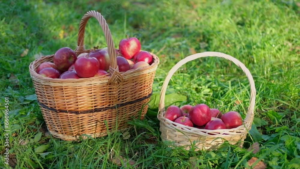 Ripe Apples in the Apple Orchard before Harvesting. Big Red delicious Apples. Fruit Garden at Fall Harvest. Wicker Basket of Fresh Apples. Autumn Sunny Day, Shadow. Apple baskets. Organic Gardening
