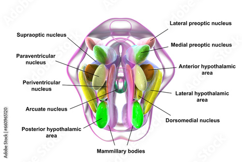 Hypothalamic nuclei, 3D illustration photo