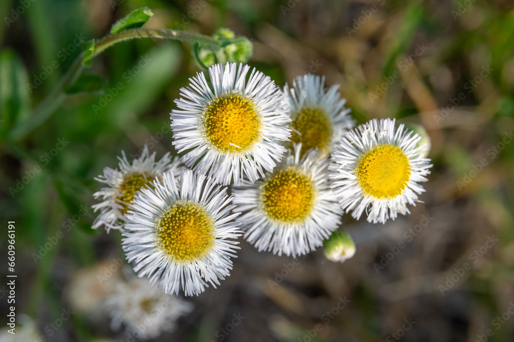 Small Fleabane daisy with frilly white petals and yellow center in rural Minnesota, USA.
Small Fleabane daisy with frilly white petals and yellow center in rural Minnesota, USA.
