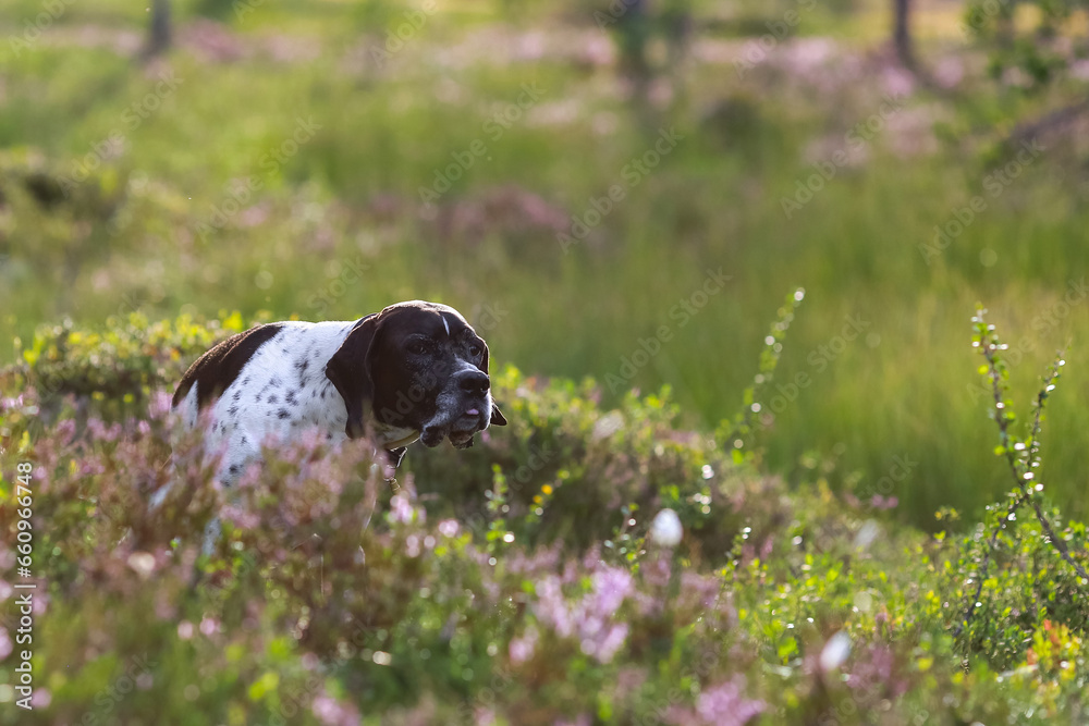 Dog english pointer