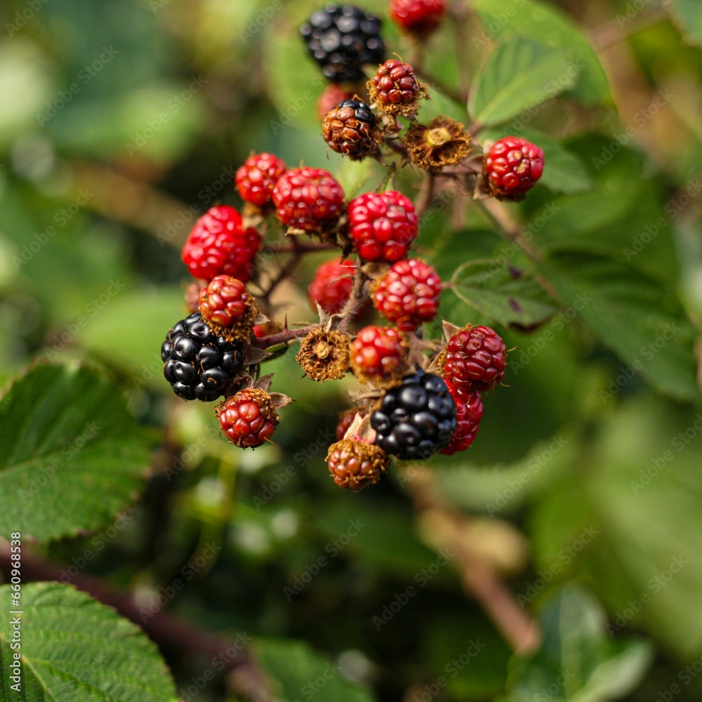 Close-up of ripe blackberries growing on a bush in the wilderness