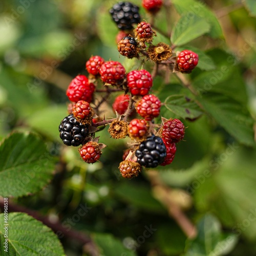 Close-up of ripe blackberries growing on a bush in the wilderness