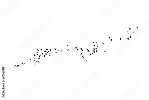 Birds flying in an aesthetic order. Vector ımage. White background.  