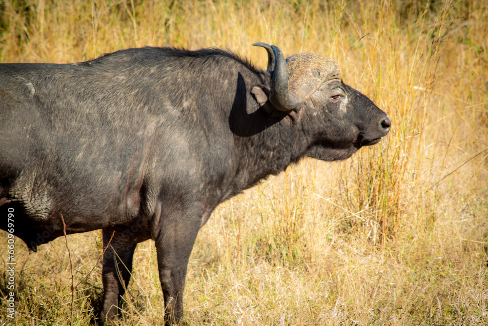 Obraz premium cape buffalo bull