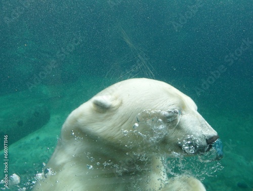 Eisbär unter Wasser