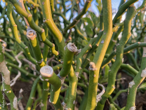 close up of a green small plant photo