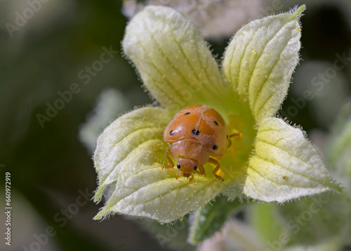 Henosepilachna argus, common name bryony ladybird, is a species of beetle in the family Coccinellidae, Crete photo