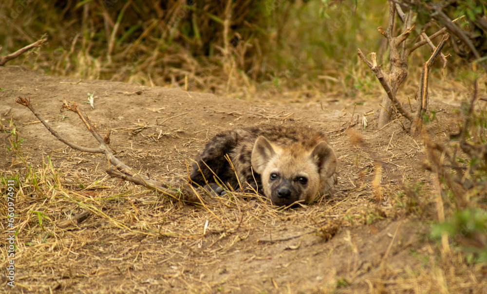 spotted hyena cub