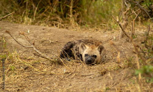 spotted hyena cub