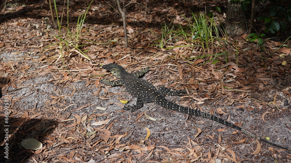 lizard on the rock lizard on the rock