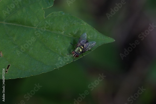 Flies caught on green leaves.