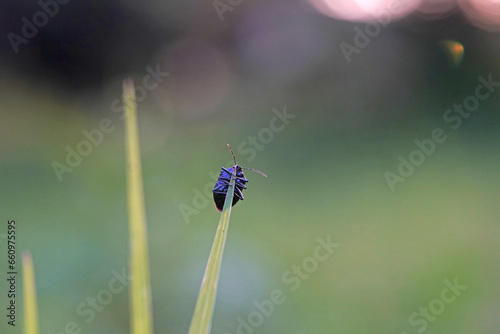 Chrysochus cobaltinus, the cobalt milkweed beetle or blue milkweed beetle, is a member of the diverse family leaf beetles photo