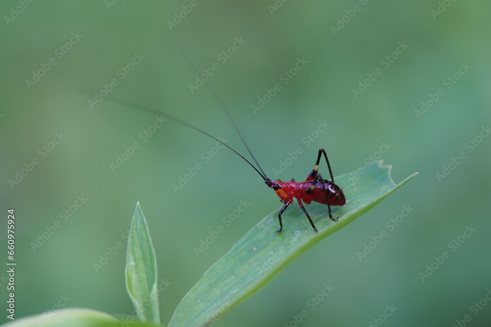Conocephalus melaenus found in agricultural fields. Conocephalus melaenus found in agricultural fields.