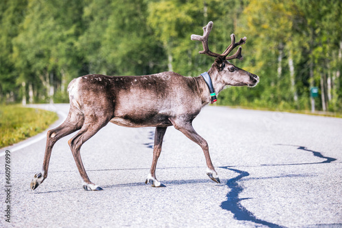 reindeer on the road