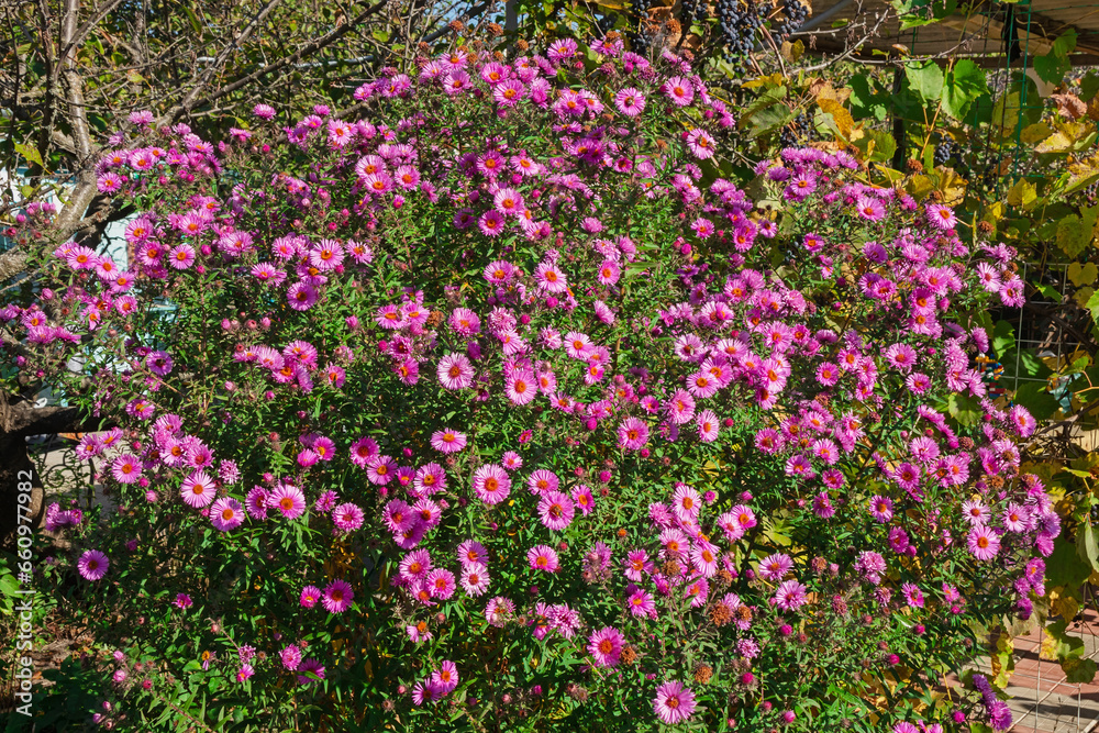 Bush with pink and purple flowers of Symphyotrichum novi-belgii in autumn. Perennial flowers