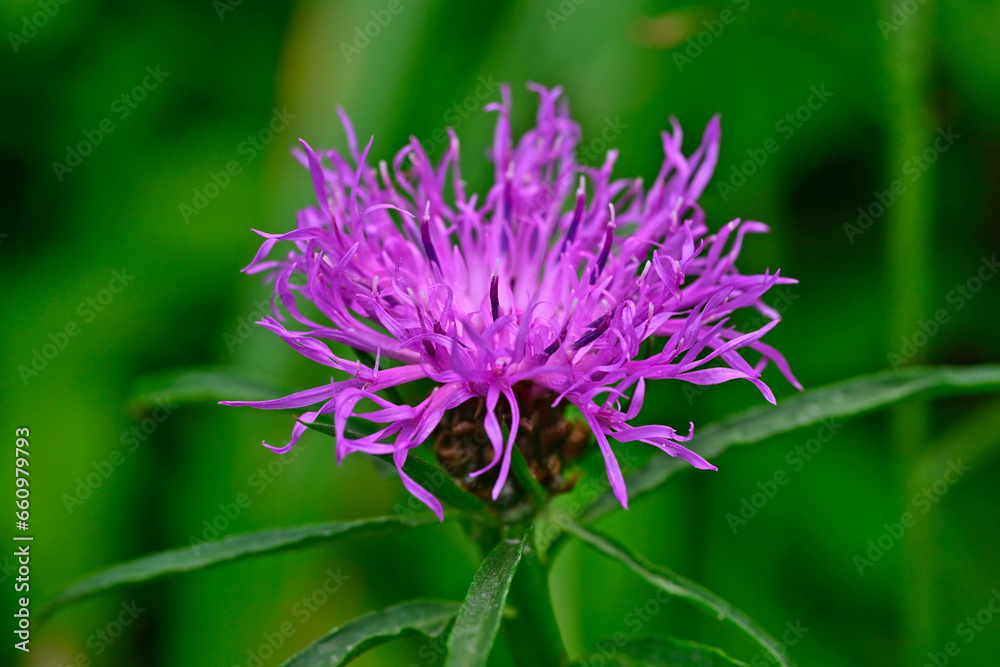Wiesen-Flockenblume // Brown knapweed (Centaurea jacea) Wiesen-Flockenblume // Brown knapweed (Centaurea jacea)