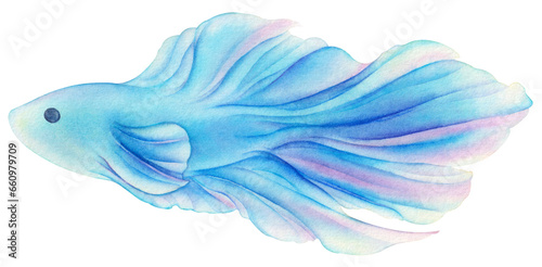 Watercolor blue Betta fish  © Tunat