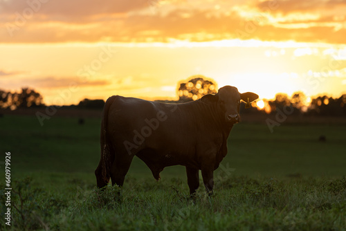 Cow at Sunset