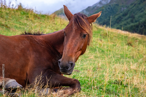 the horse rests on the grass after lunch © photosaint