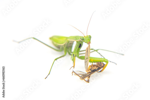 praying mantis eats a grasshopper close-up on a white background. Hunting in the world of insects. Prey for eating insects © photosaint