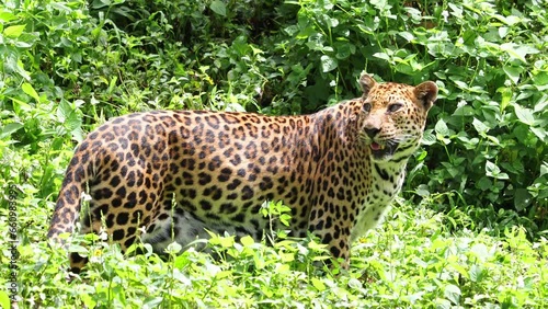 The Indochinese leopard (Panthera pardus delacouri) walk in a tropical nature photo