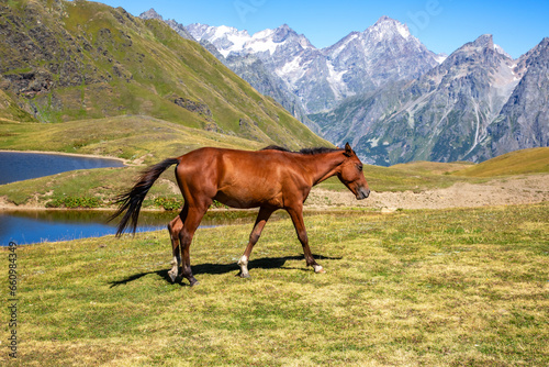 Canvas Print the horse walking on the grass near the lake with mountains in the background