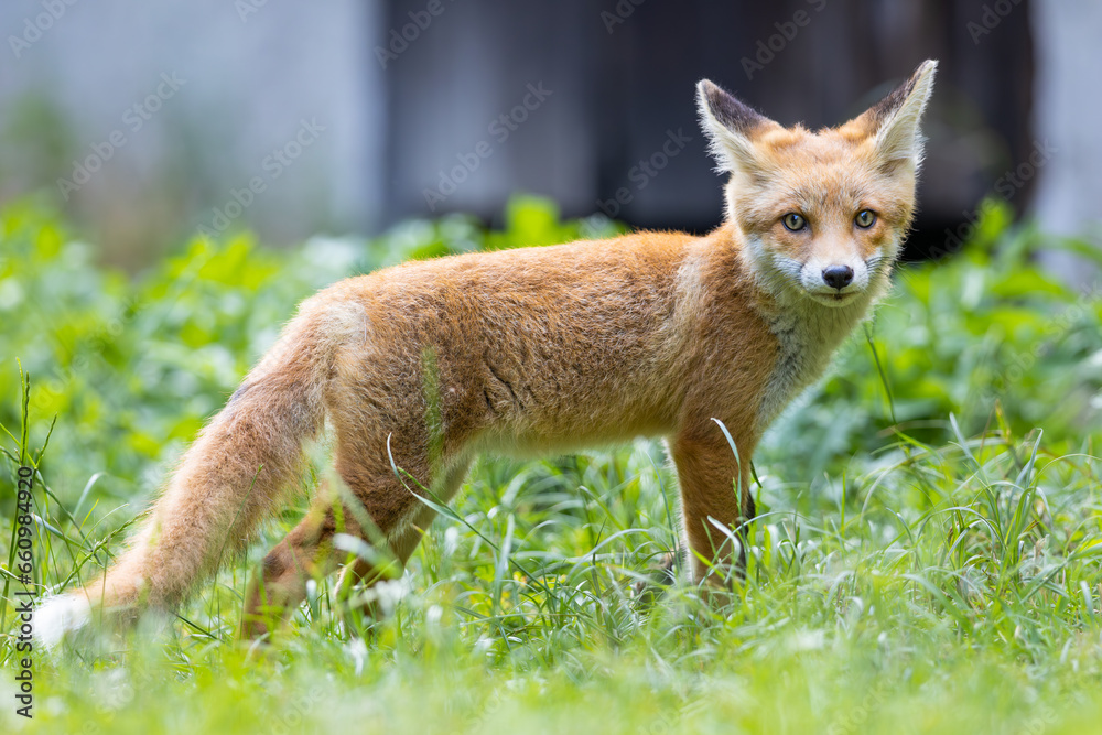 Red fox (vulpes vulpes) cub in nature	