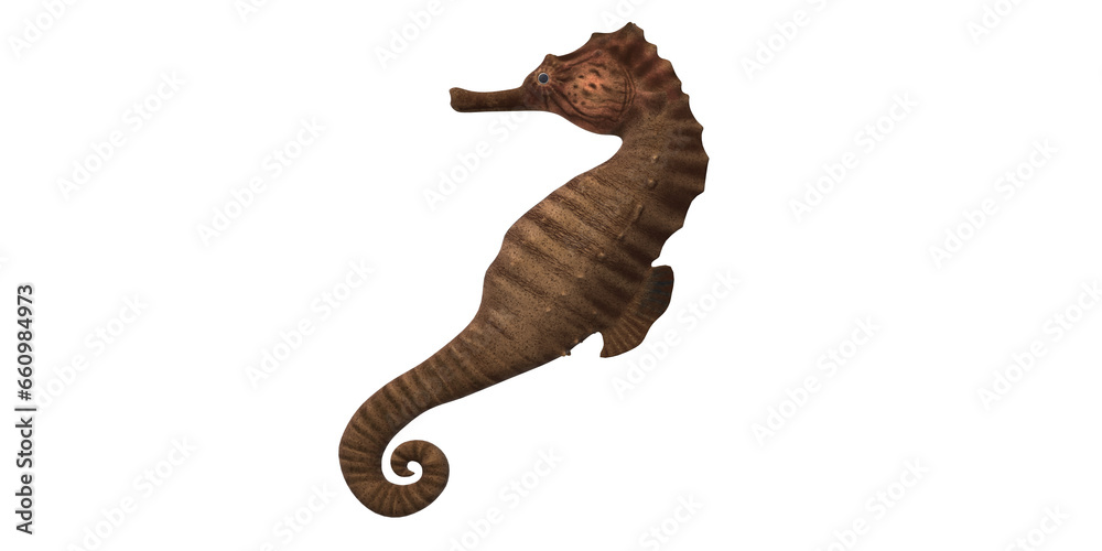 Fototapeta premium Sea horse isolated on a Transparent Background