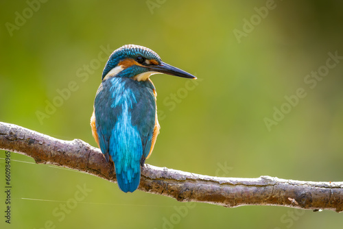 Common Kingfisher (Alcedo atthis) sitting on a branch. wildlife scenery