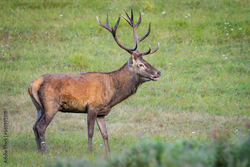 Wallpaper Mural Red Deer (Cervus elaphus) walking on the meadow Torontodigital.ca