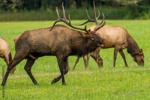 Bull Elk